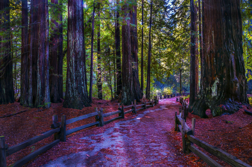 Big basin redwoods 2024 state park hiking trails