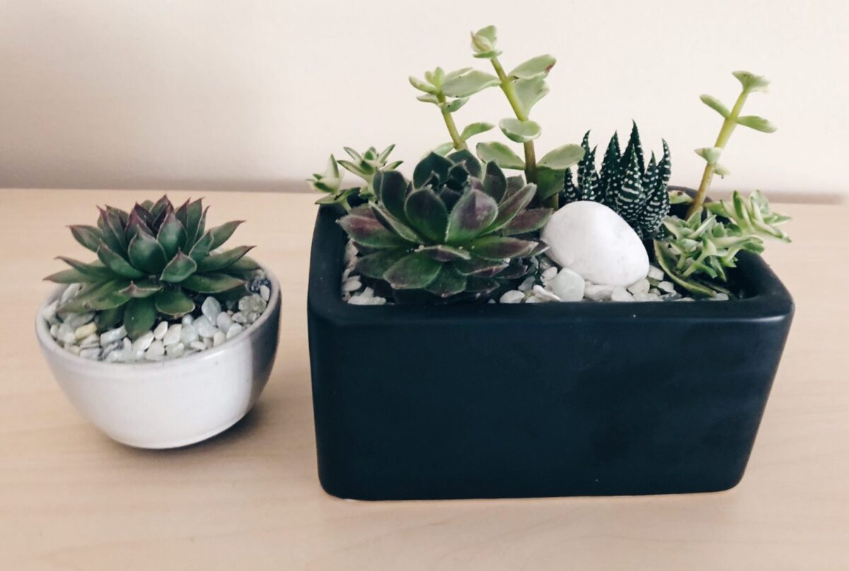 How to Create Your Own Mini Succulent Garden