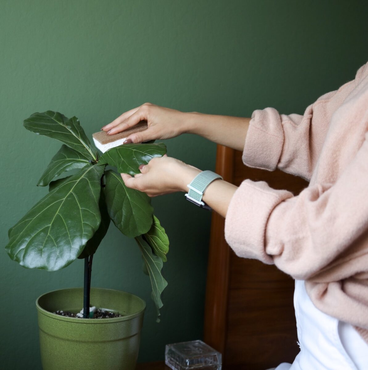 Creating a Houseplant Care Routine