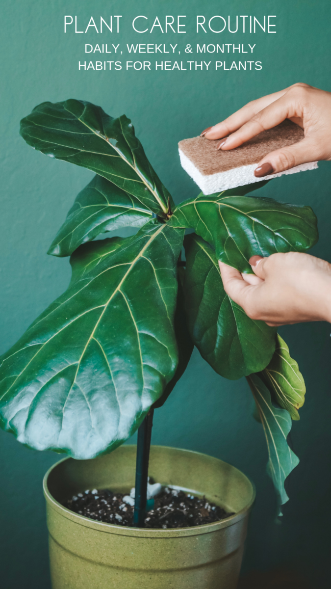 Creating A Houseplant Care Routine | Xoxojackie Blog