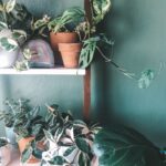 xoxojackie plants