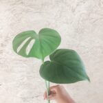 monstera_xoxojackie