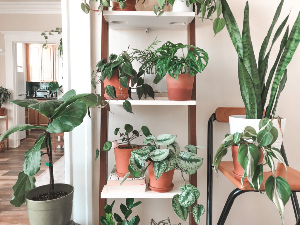 How to Keep Your Plants Alive | xoxojackie blog