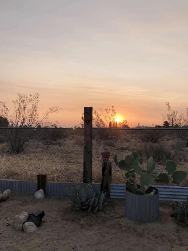 joshua tree - xoxojackie