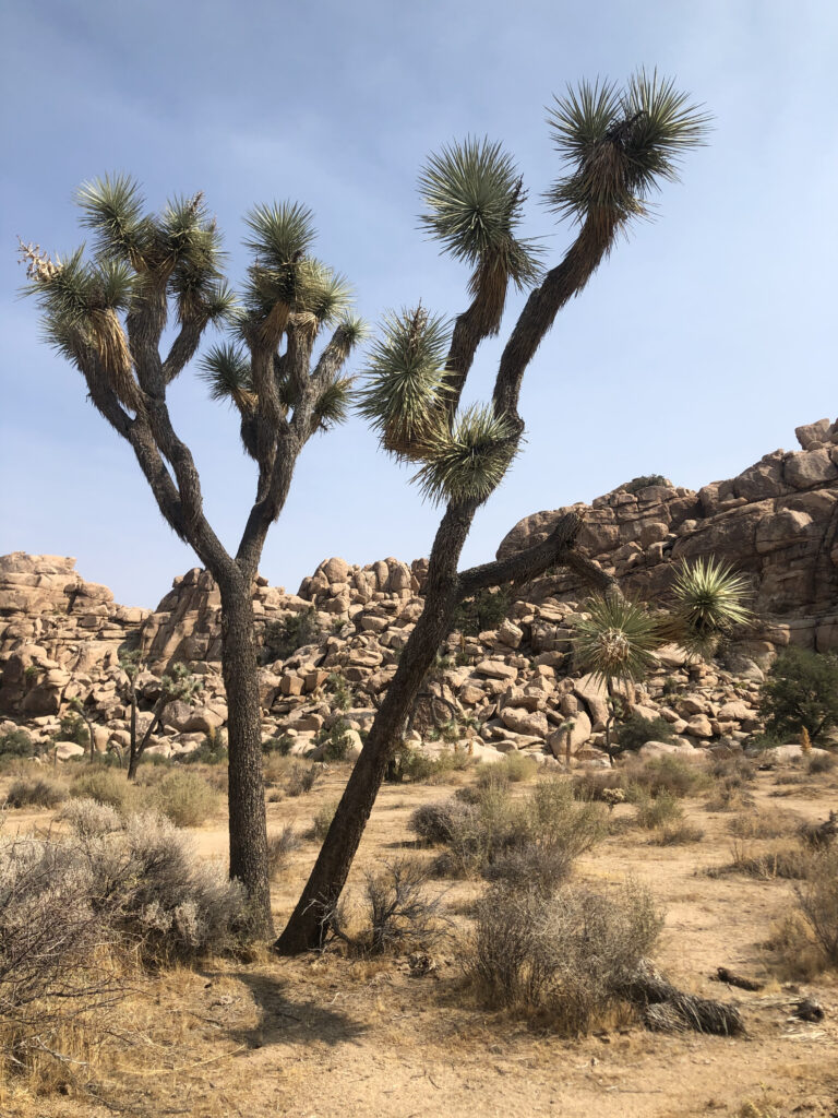 joshua tree - xoxojackie