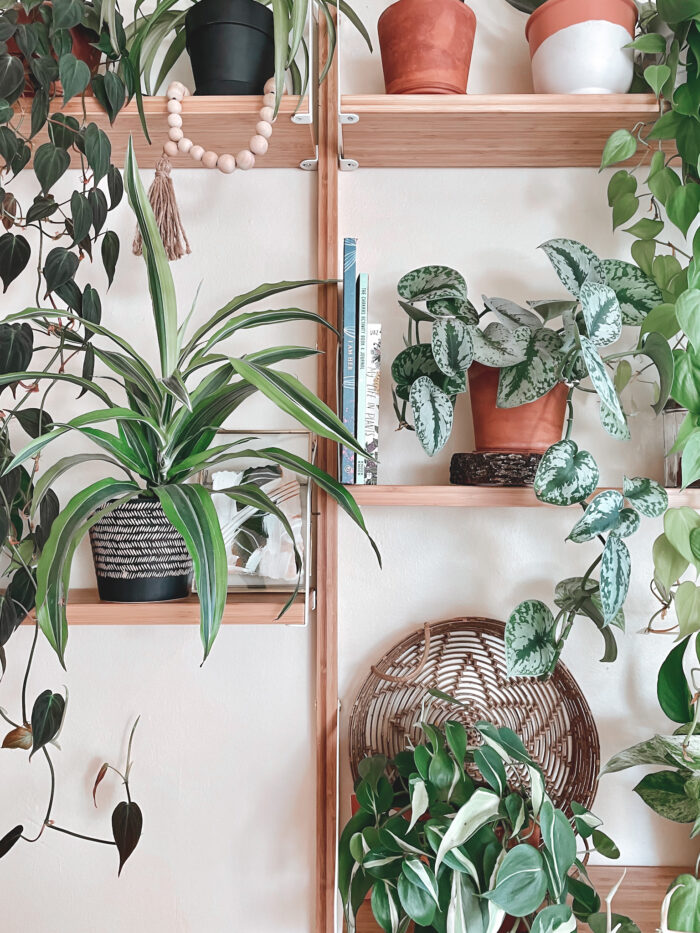 My Plant Shelfie + How to Achieve Your Own - xoxojackie lifestyle blog