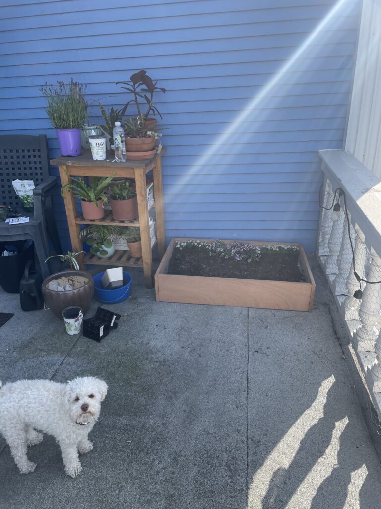 Build a balcony garden patch with me for my pup xoxojackie blog