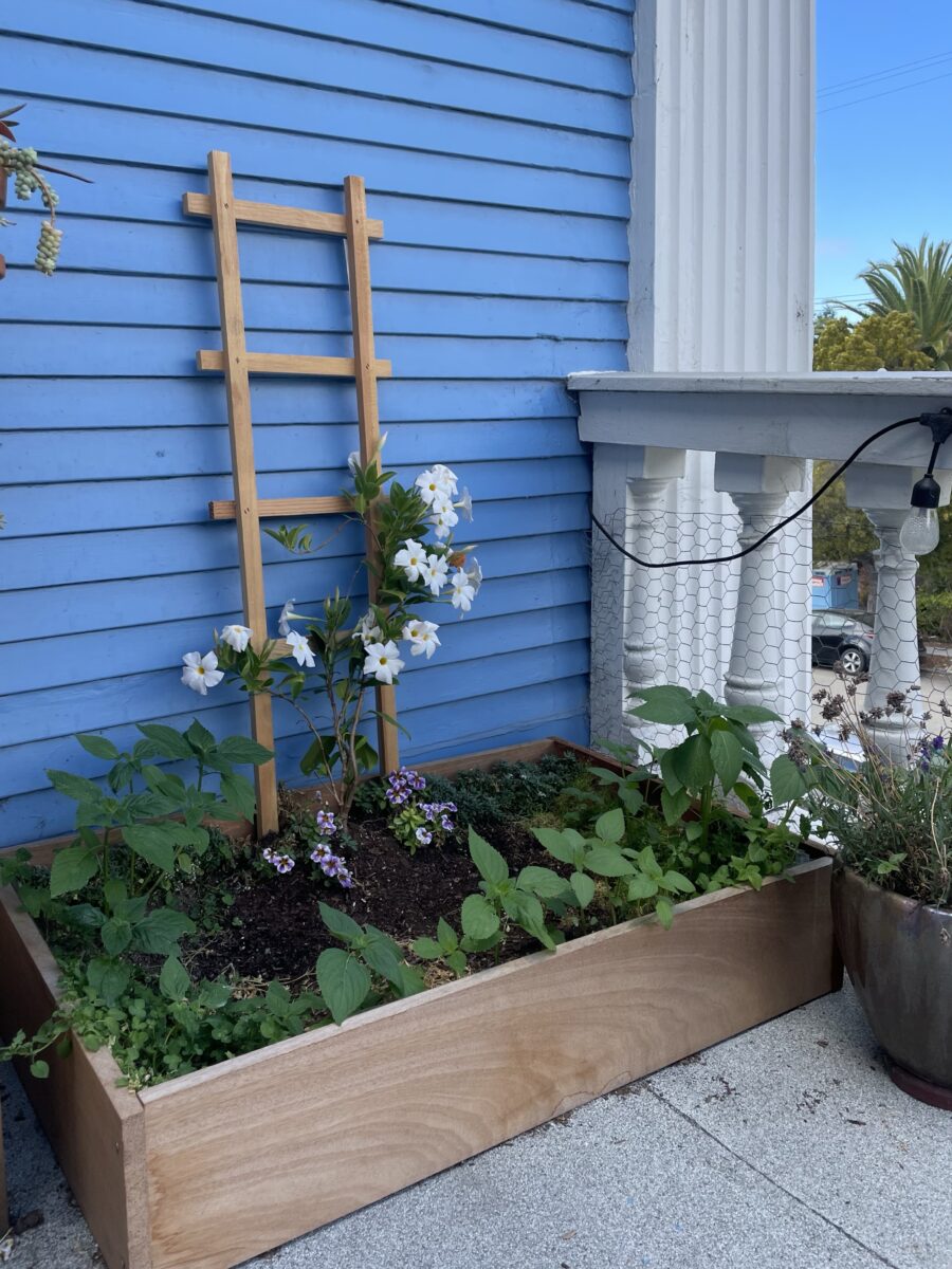 Build a balcony garden patch with me for my pup