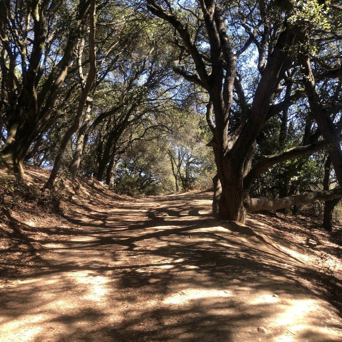 My Favorite Hiking Trails in Oakland, CA
