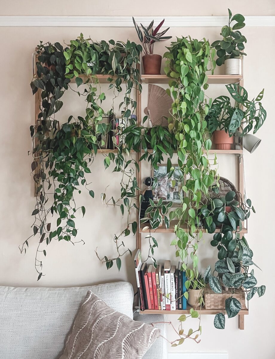 Plant Wall: A Tour of My Tiny Apartment Oasis