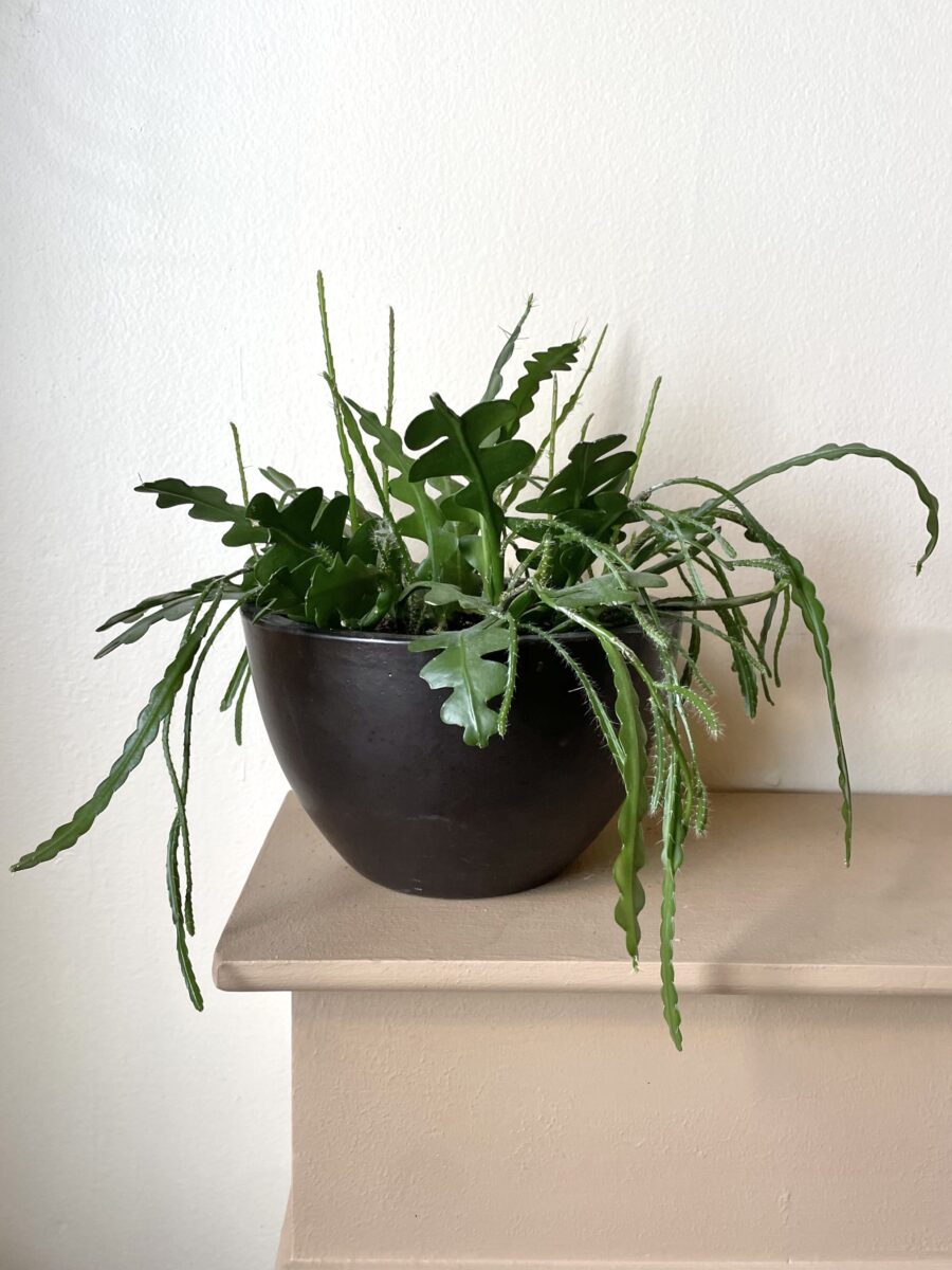 All About The Ric Rac Cactus – An Interesting Plant for Your Home