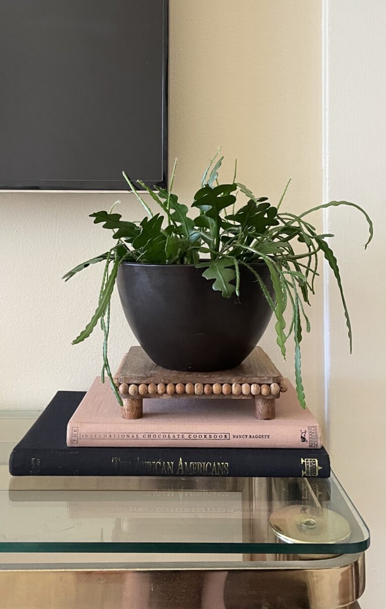 All About The Ric Rac Cactus – An Interesting Plant for Your Home