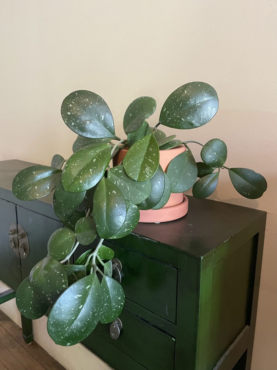 A Beginner’s Guide to Hoya Plant Care: 10 Essential Tips for Thriving Hoyas
