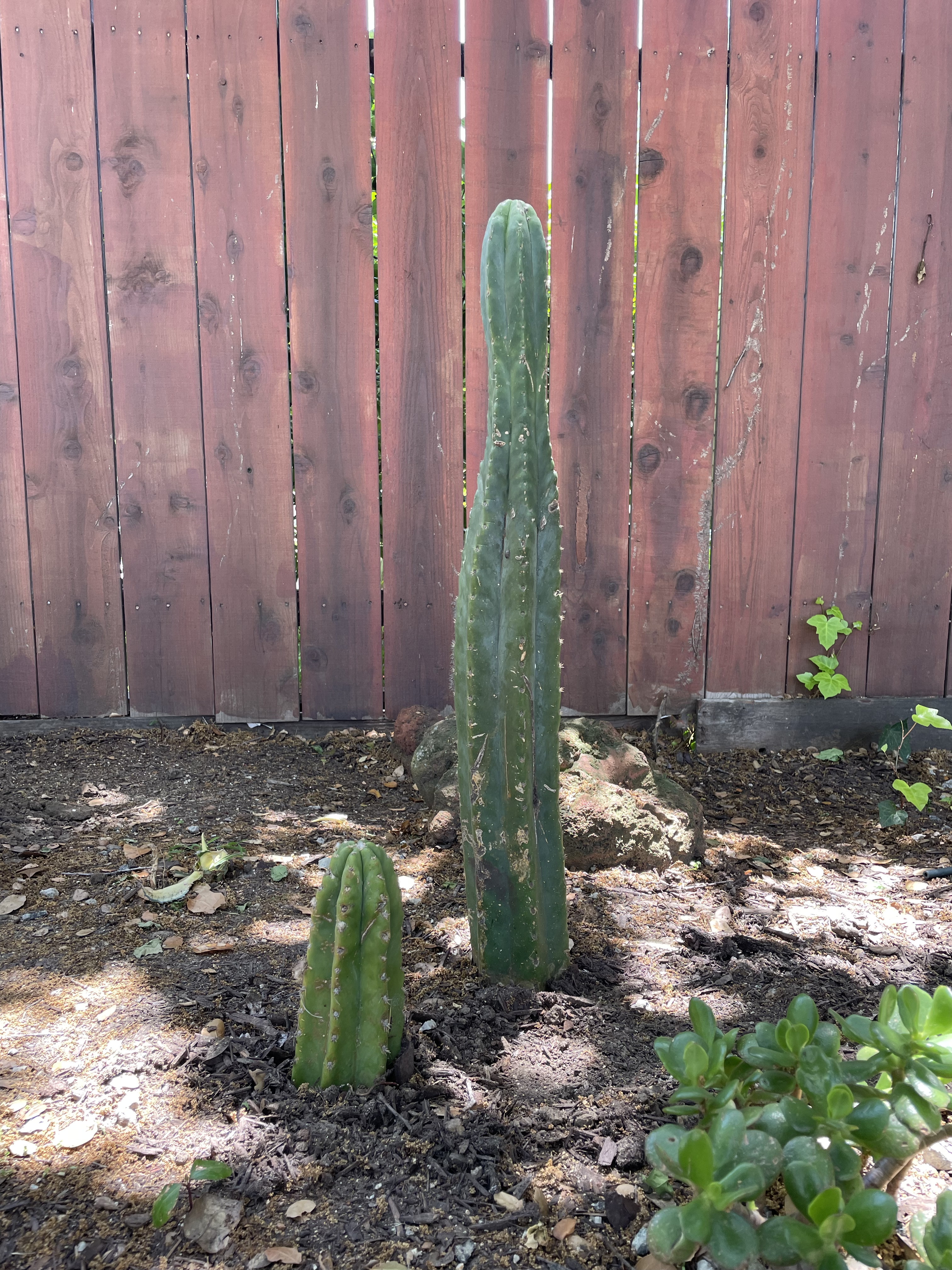 How to Propagate a San Pedro Cactus: A Guide to Creating Stunning Cactus Landscaping
