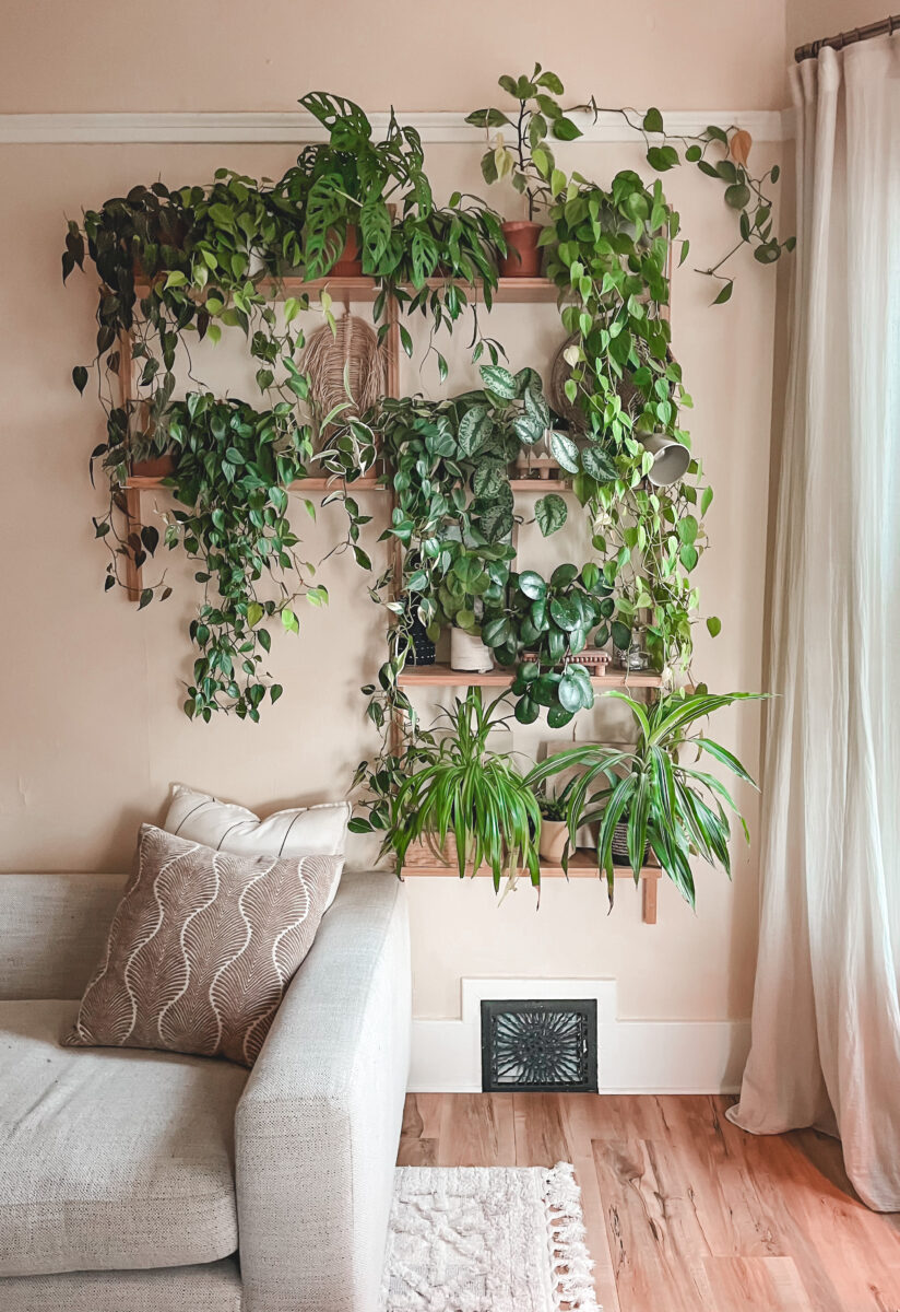 Custom Plant Shelf: A Green Oasis on My Wall | A Journey of Healthy Growth