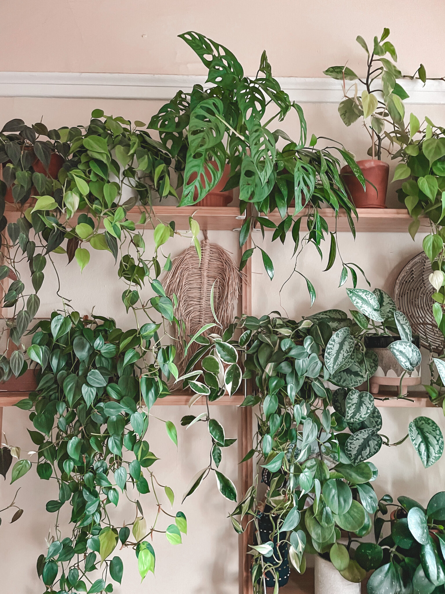 Custom Plant Shelf: A Green Oasis on My Wall | A Journey of Healthy ...