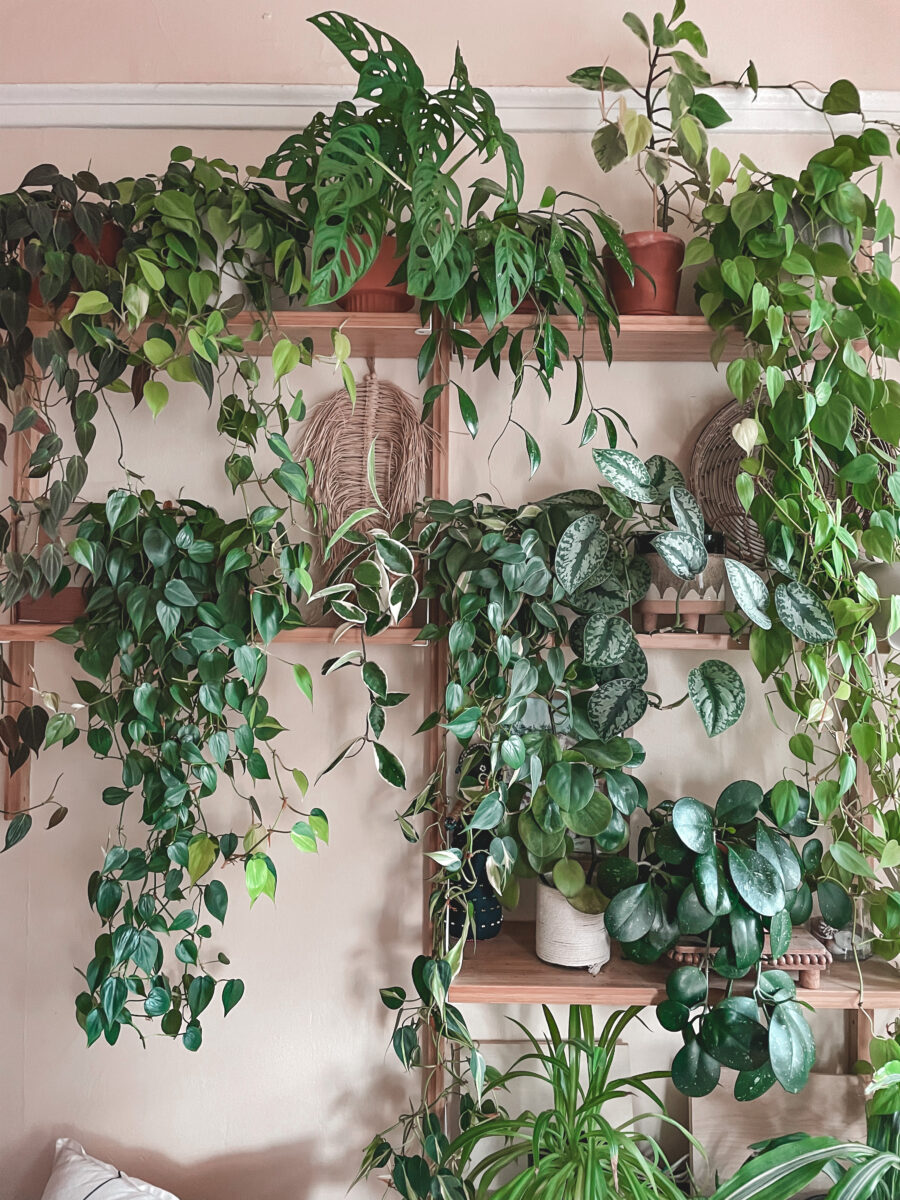 Custom Plant Shelf: A Green Oasis on My Wall | A Journey of Healthy ...