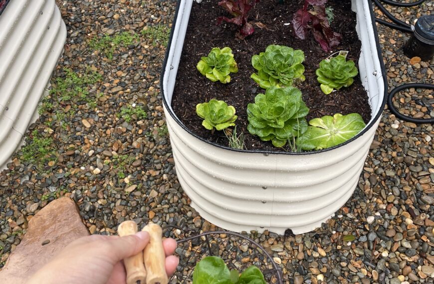 Getting Started with Raised Bed Gardening