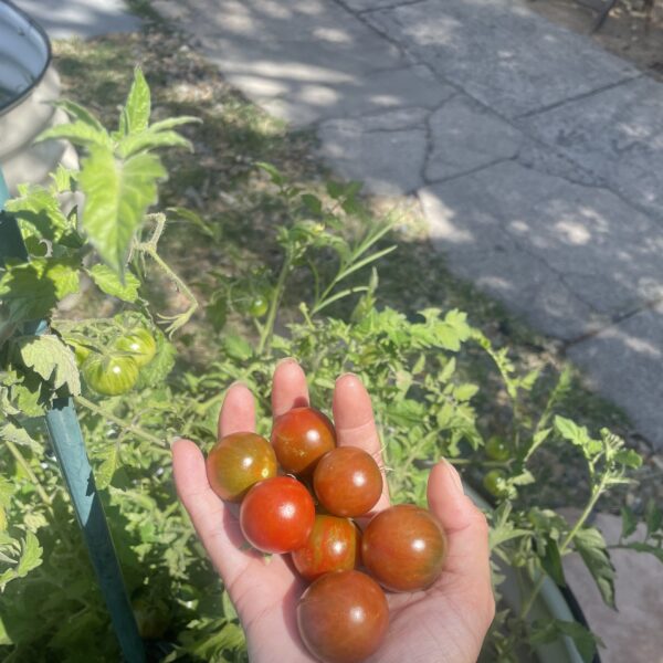 Growing Black Cherry Tomatoes at Home: Tips from My Experience