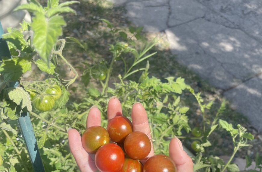 Growing Black Cherry Tomatoes at Home: Tips from My Experience