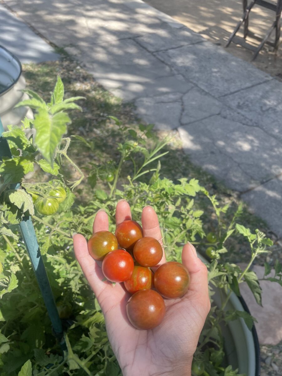 Growing Black Cherry Tomatoes at Home: Tips from My Experience