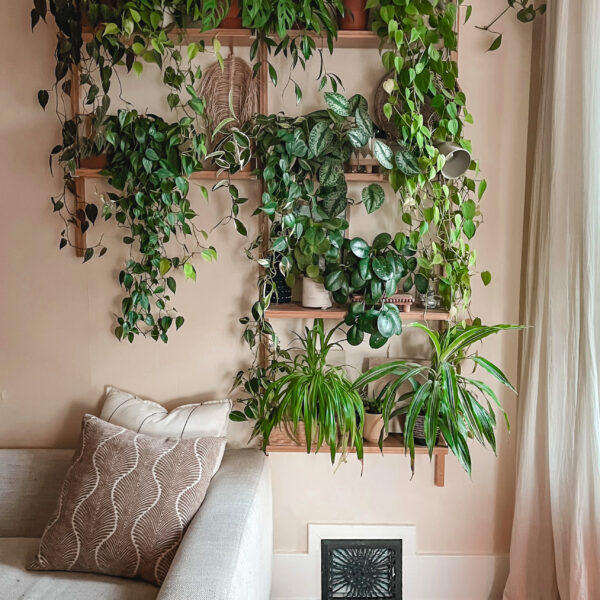 20 Best Houseplants for a Tropical-Inspired Home