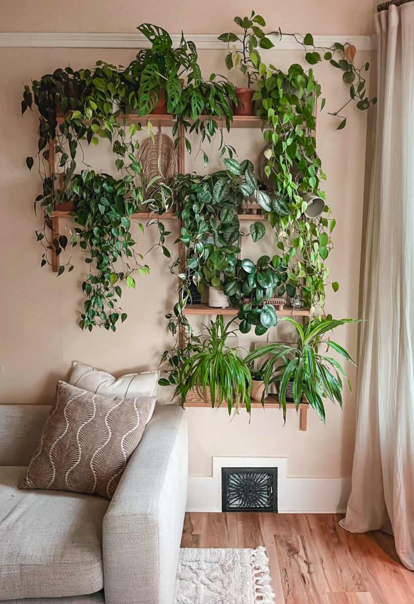 20 Best Houseplants for a Tropical-Inspired Home