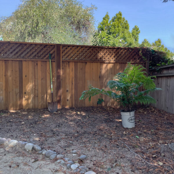 Shady Backyard Design: Creating a Lush Corner with Shade-Friendly Plants