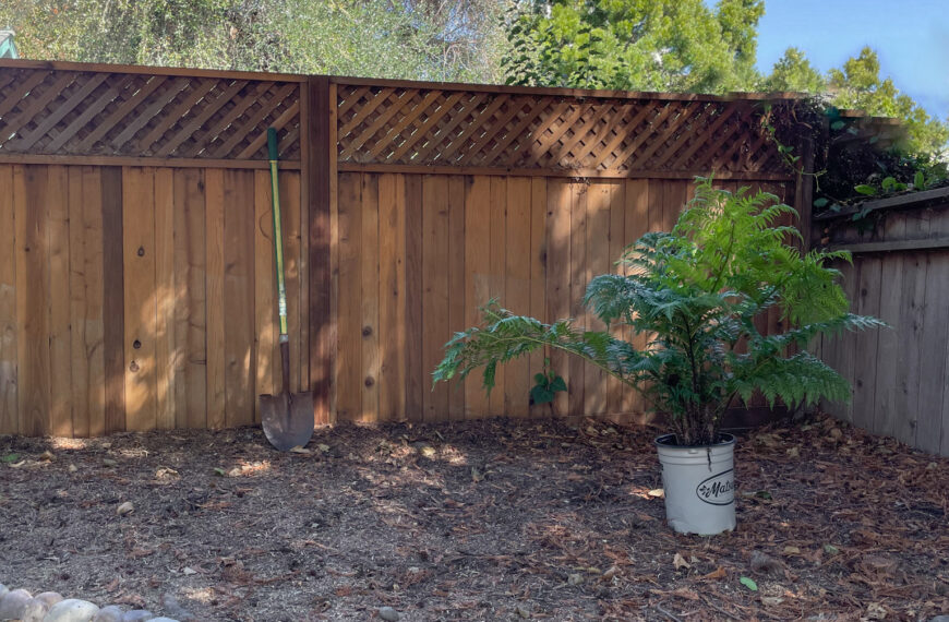 Shady Backyard Design: Creating a Lush Corner with Shade-Friendly Plants