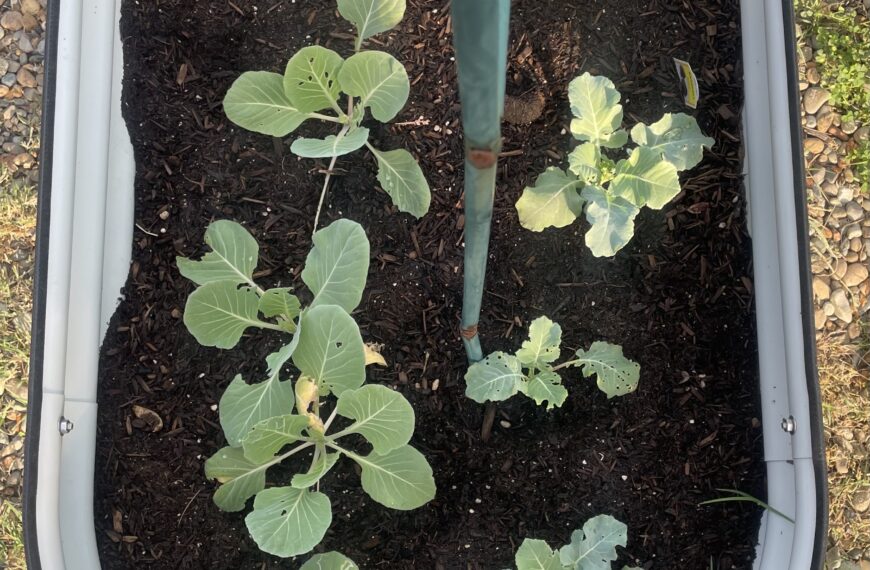 Planting Kale and Cabbage for Fall: A Garden Update