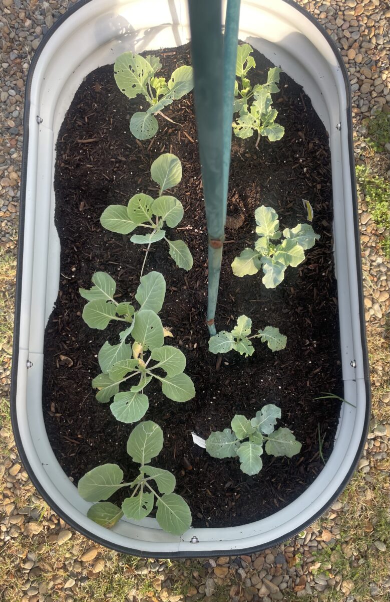 Planting Kale and Cabbage for Fall: A Garden Update