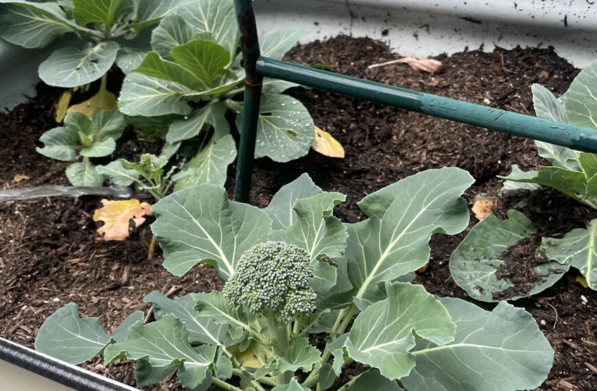 Backyard Broccoli: Winter Gardening Tips