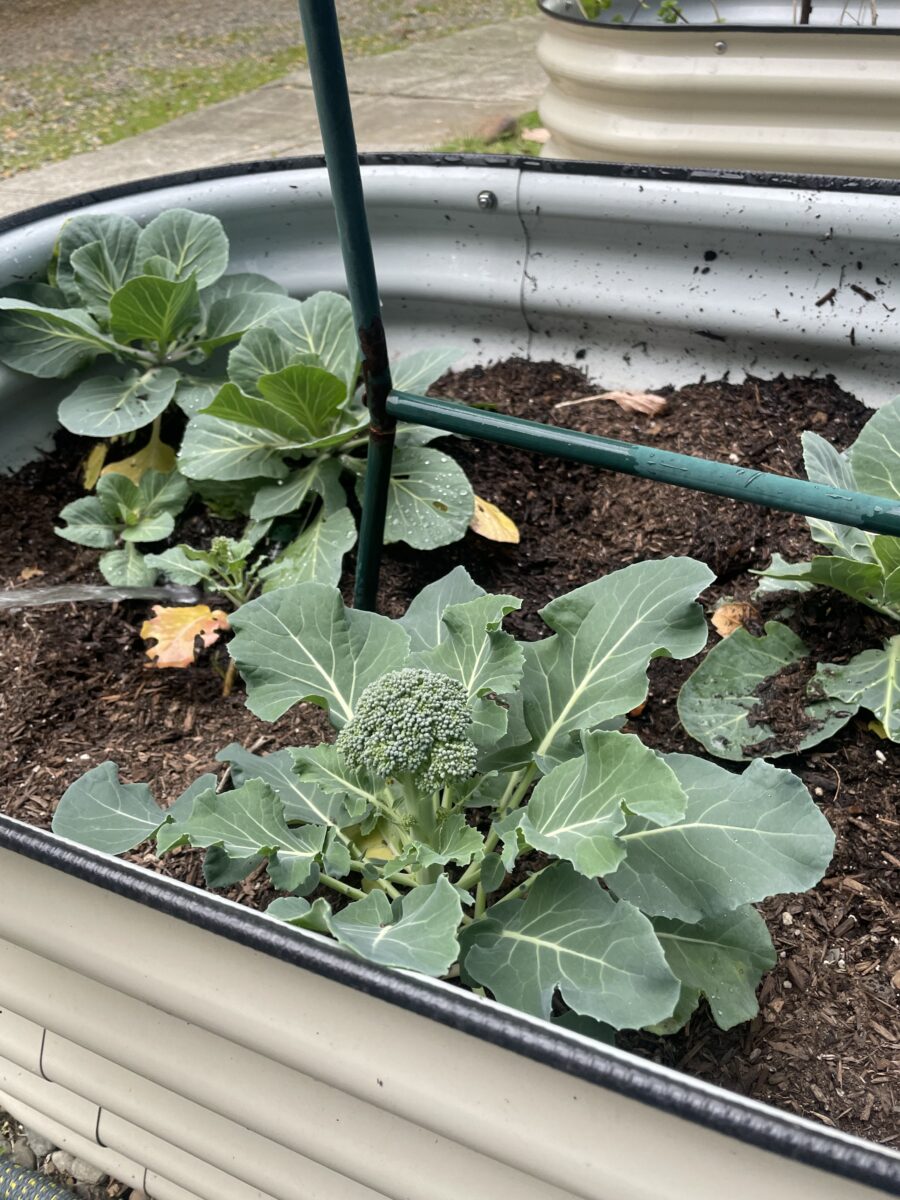 Backyard Broccoli: Winter Gardening Tips