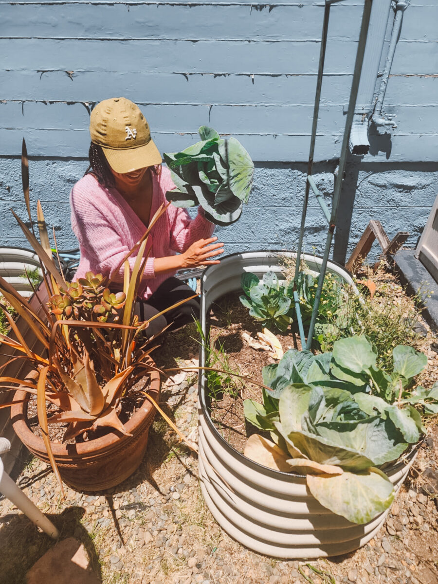 Growing Cabbage in Raised Beds: A Quick Harvest Recap