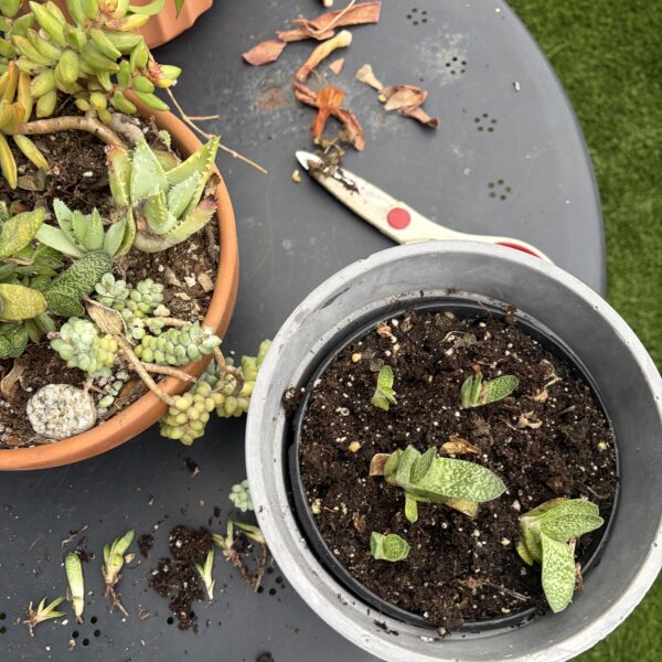 How to Propagate Gasteria “Ox Tongue” (Step by Step)