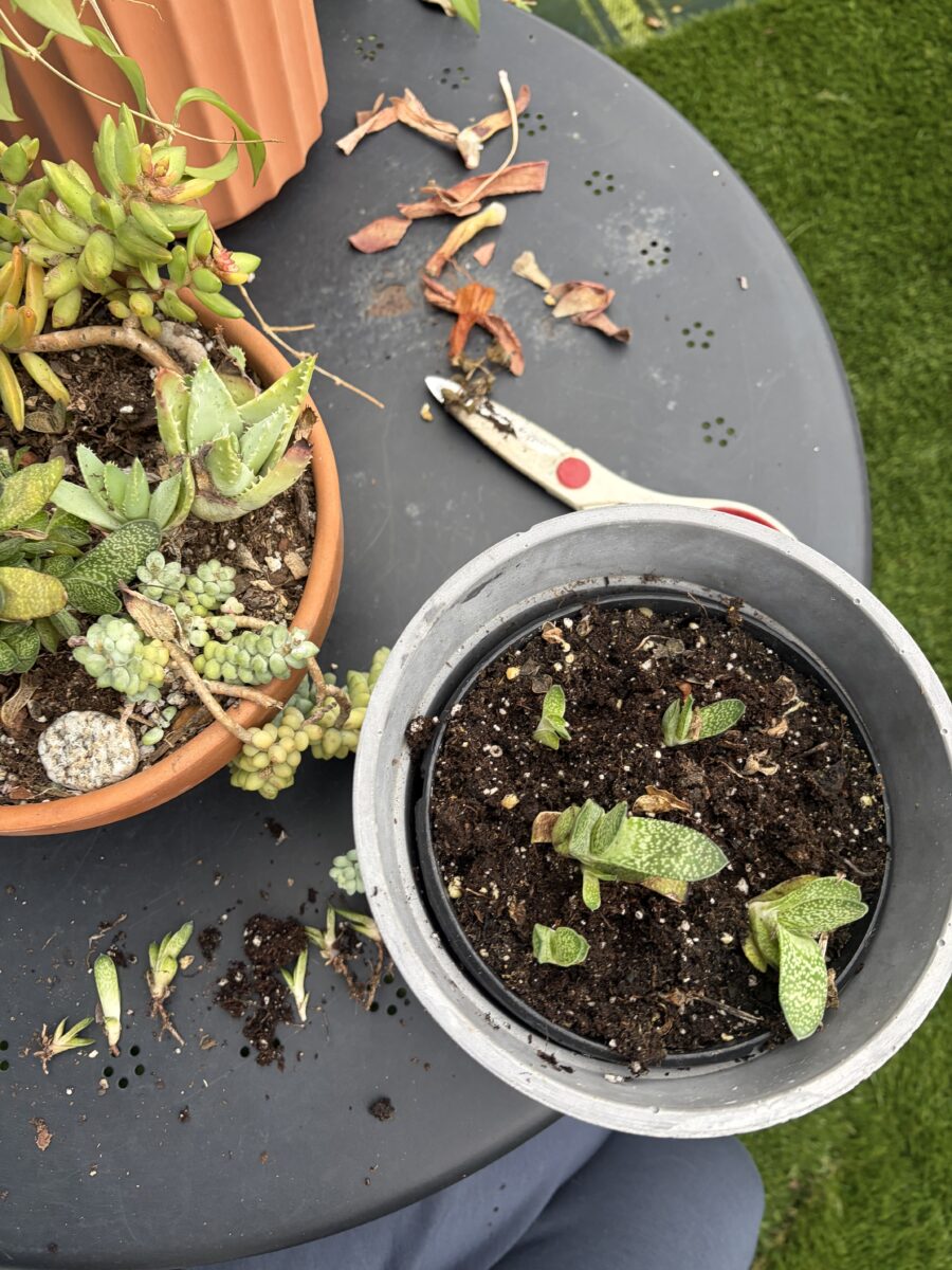 How to Propagate Gasteria “Ox Tongue” (Step by Step)