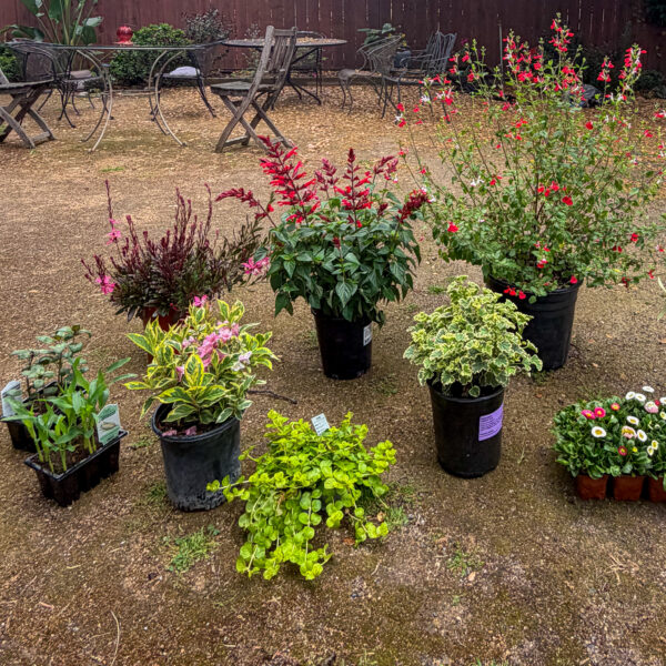 Layering the Perimeter: How I Built a Lush Garden From Compacted Soil