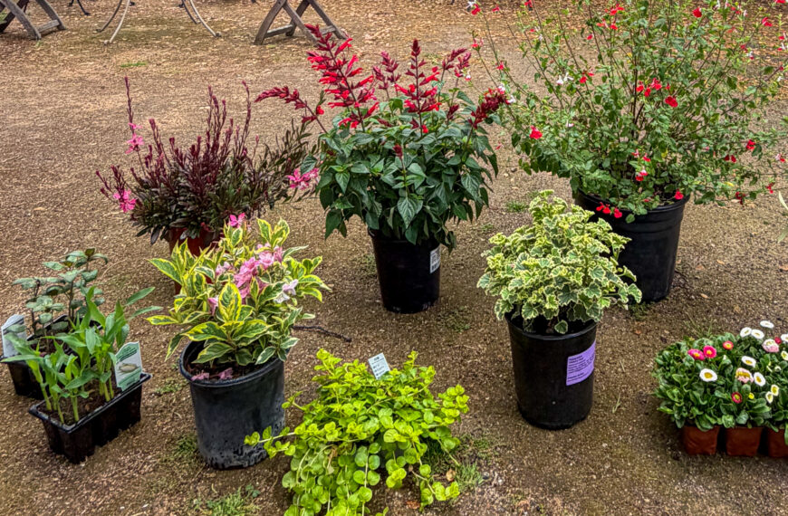 Layering the Perimeter: How I Built a Lush Garden From Compacted Soil