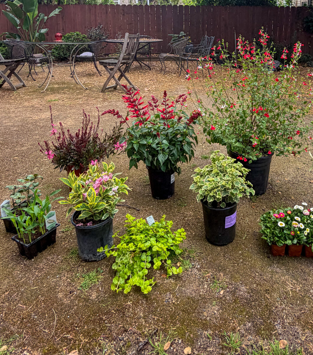 Layering the Perimeter: How I Built a Lush Garden From Compacted Soil