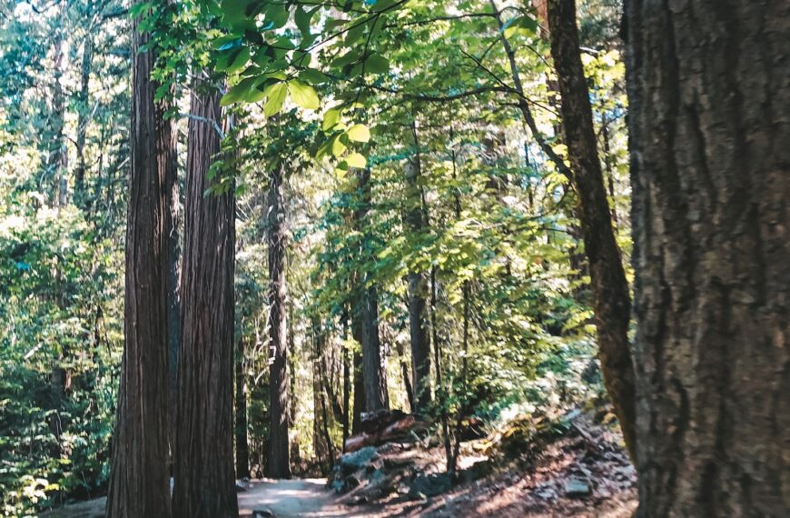 From Deserts to Lighthouses: The Most Unique Hiking Trails in California