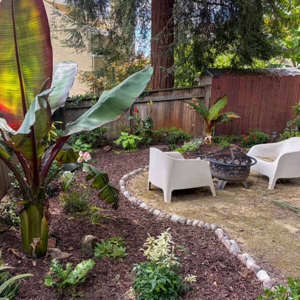 How I Built a Lush Backyard Perimeter Over Time