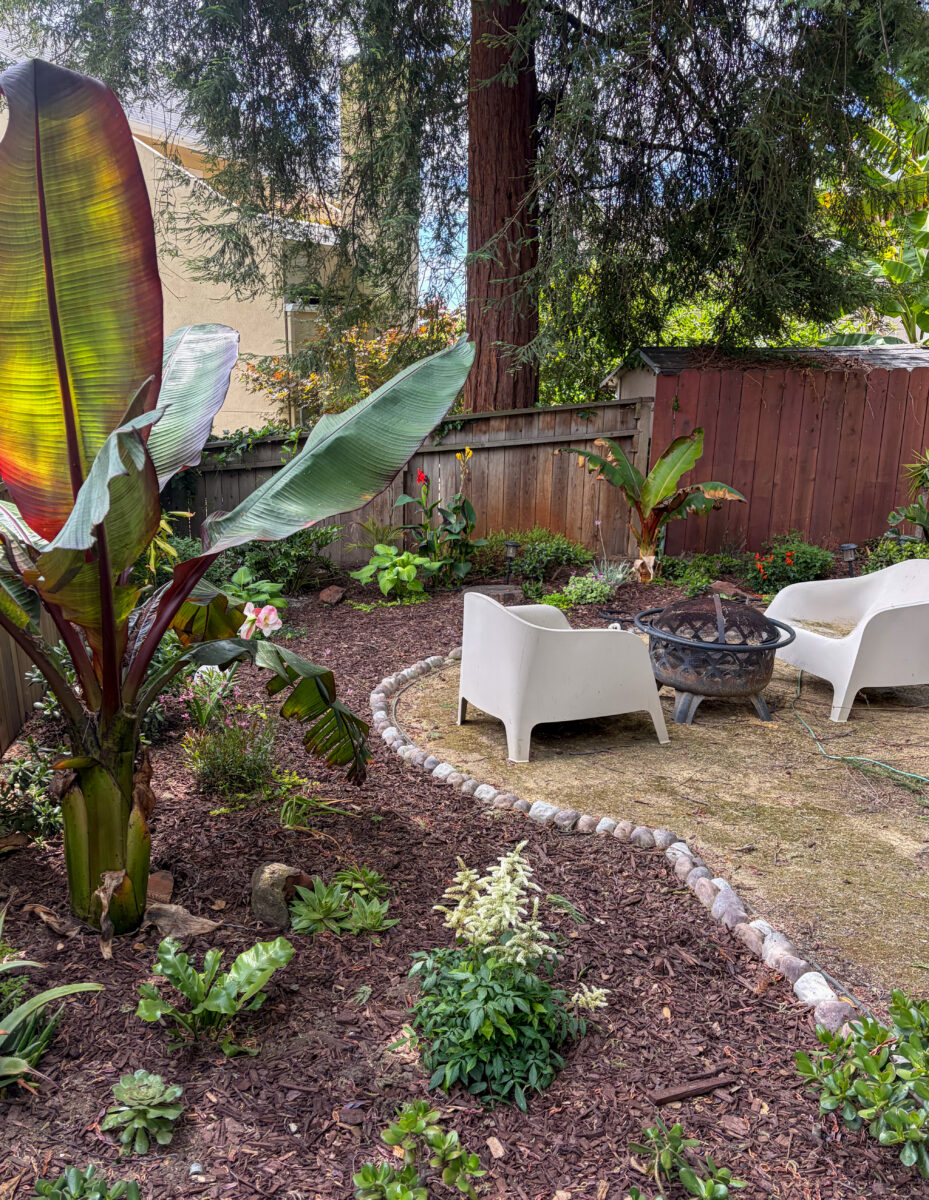 How I Built a Lush Backyard Perimeter Over Time