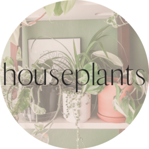 houseplant tag xoxojackie