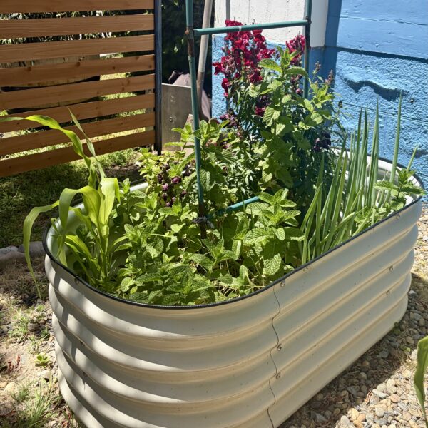 Growing Mint: Beginner Tips & Lessons Learned