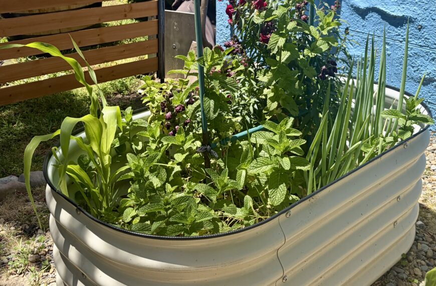 Growing Mint: Beginner Tips & Lessons Learned