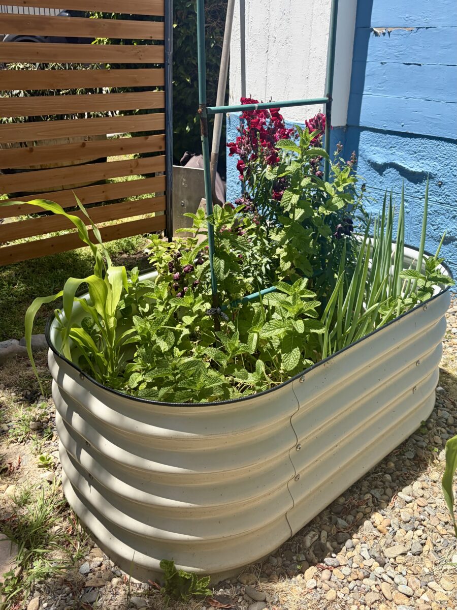 Growing Mint: Beginner Tips & Lessons Learned