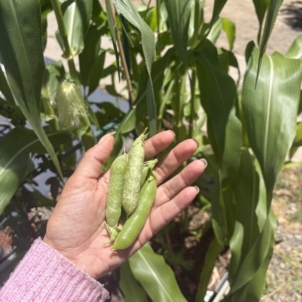 What I’m Growing in My Raised Beds Right Now (Summer Edible Garden Update)