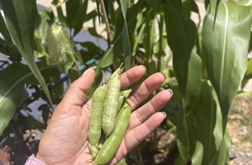 What I’m Growing in My Raised Beds Right Now (Summer Edible Garden Update)
