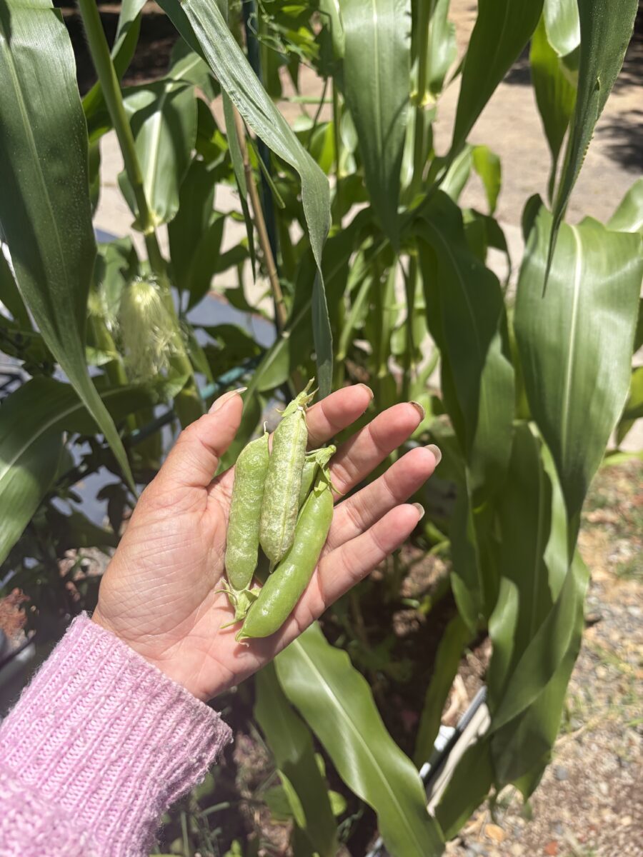 What I’m Growing in My Raised Beds Right Now (Summer Edible Garden Update)