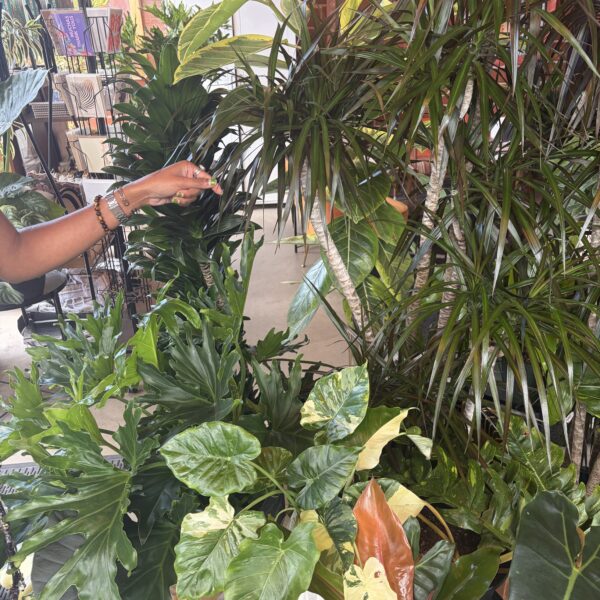 Fall Plant Care: Transitioning Houseplants for the Season